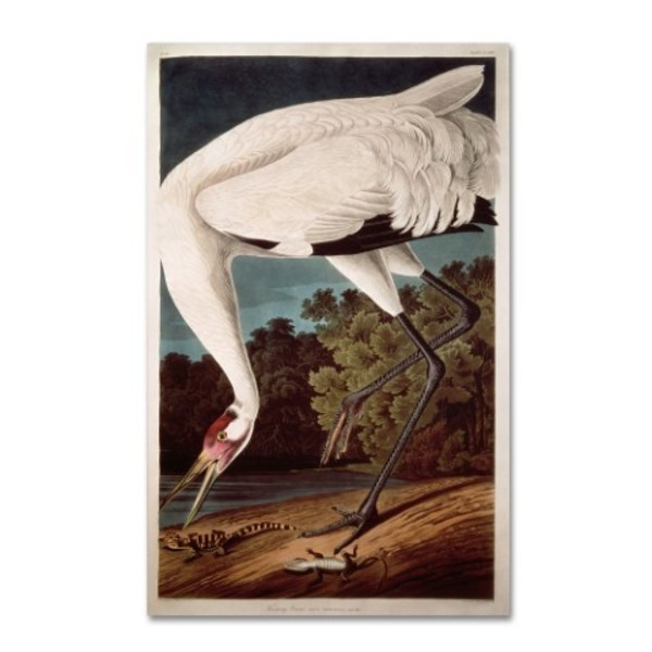 Trademark Fine Art John James Audubon 'Whooping Crane' Canvas Art, 22x32 BL01305-C2232GG